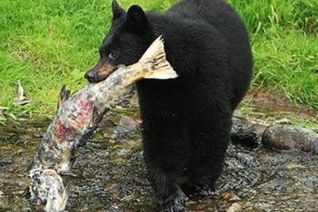 Bear delegation to appear in council Nov. 22