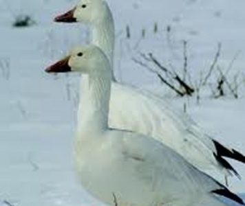Polar bears can't eat geese into extinction