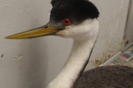 Grebe flies the skies of Pacific Coastal