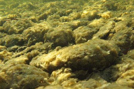 Aquatic invasive plants a risk to Slocan, Kootenay lakes