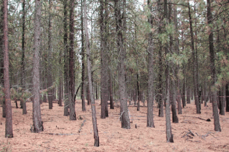 Burning and cutting begins in Art Gibbon Park