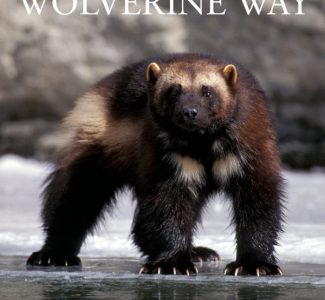 Wolverine Way tour tearing through town