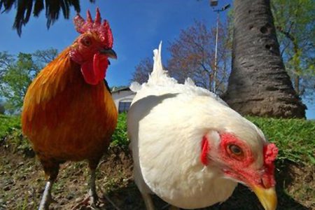 Chicken debate ruffles through council once again