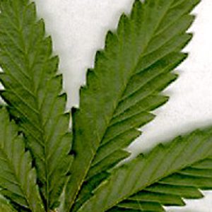 Ontario courts strike down marijuana law