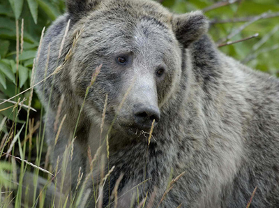 Grizzly bear activity forces additional trail closures