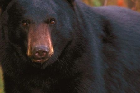 Lives of black bears who 'protected' grow operation hang in balance