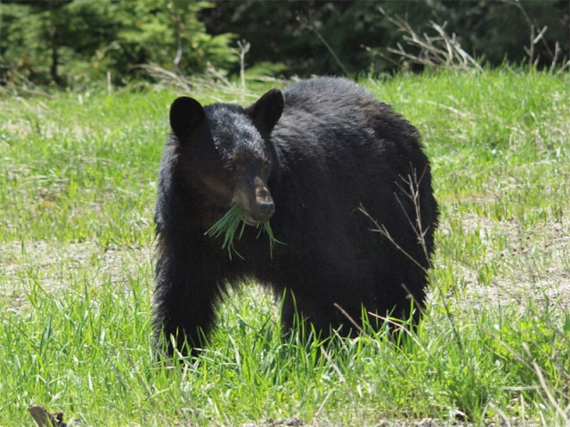 NPD reports black bear seen near Mountain Station Road and Svoboda Road