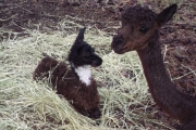 Name that Baby Alpaca