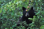 Bears like fruit so Bear Aware has a few tips to keep them away