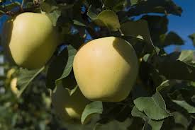 Buy Local funds to benefit apple growers in Okanagan