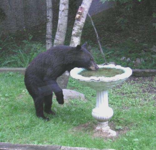 Bears enjoy backyard amenities in Burnaby