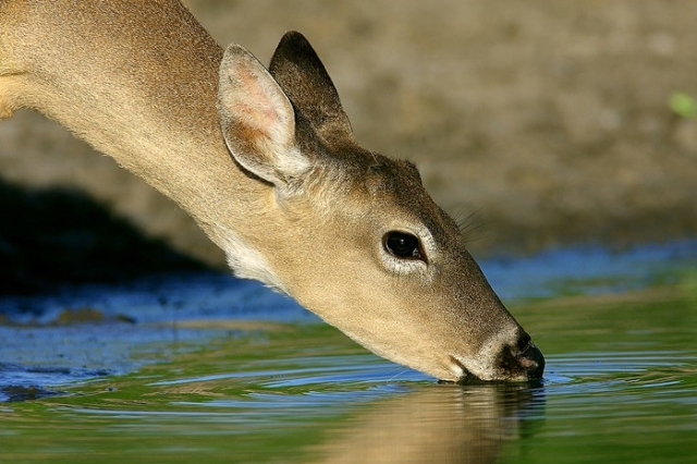 Wildsafe, City of Grand Forks combine forces to deal with deer population
