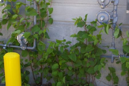 Nelson will impose fines for allowing spread of invasive plants