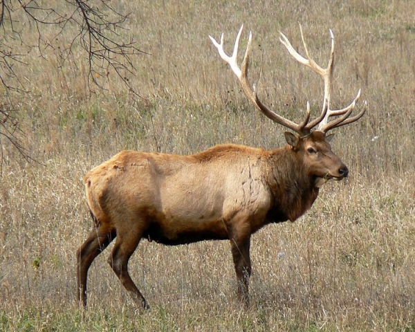 Conservation asks for public help  in finding elk poacher(s)