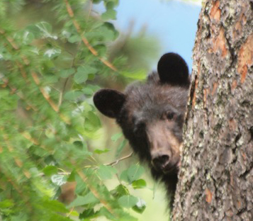 Nelson Police urge public to be aware after dispatch received numerous bear calls during weekend