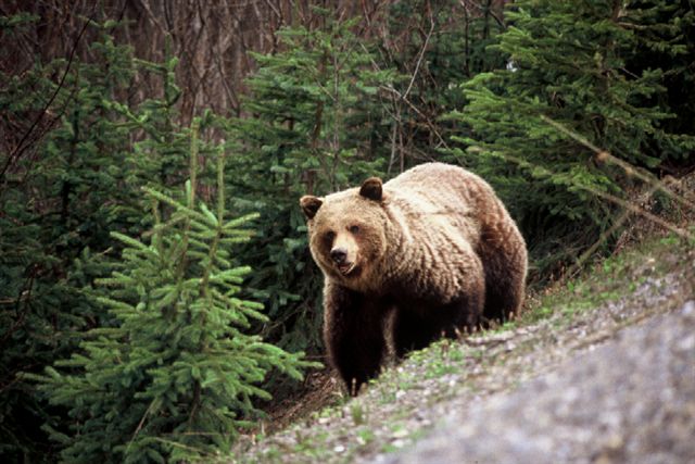Hunter rushed to hospital following grizzly bear attack near Fernie
