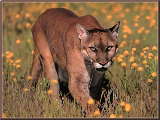 NPD delivers warning to public of cougar sighting in Fairview