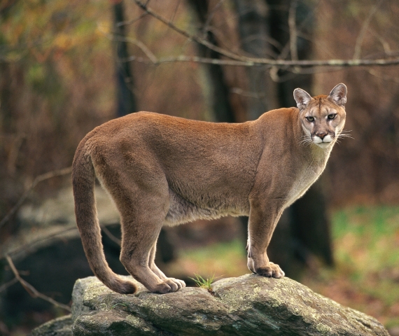 NPD alert public of possible cougar sighting Wednesday in Rosemont