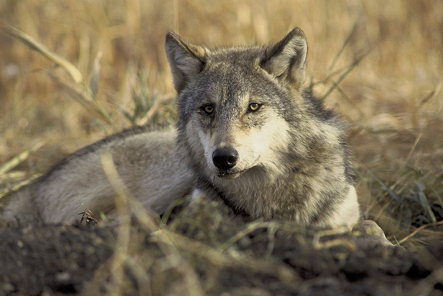 Valhalla Wilderness Watch says wolf cull is not the solution, and 173,000 people around the world agree