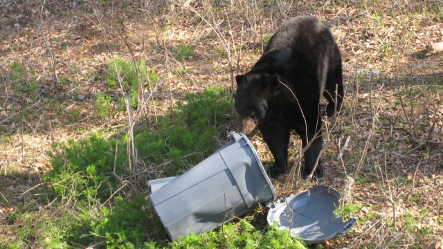 Nelson residents reminded to secure garbage after NPD receives bear complaint