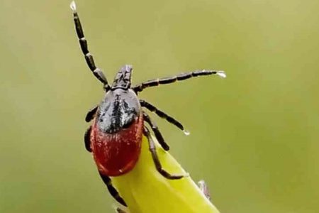 Lyme Disease and Tick Season