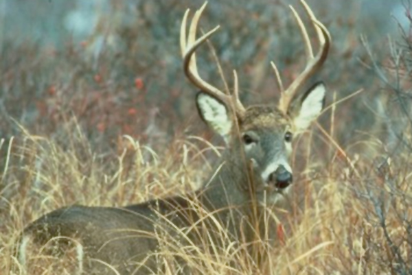 OP/ED: Hunters and outfitters share thoughts on wildlife populations