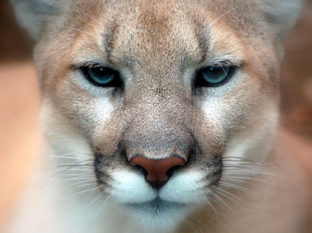 Nelson Police warn of cougar sighting in Uphill area