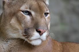 Nelson Police report a cougar sighting in Fairview Sunday