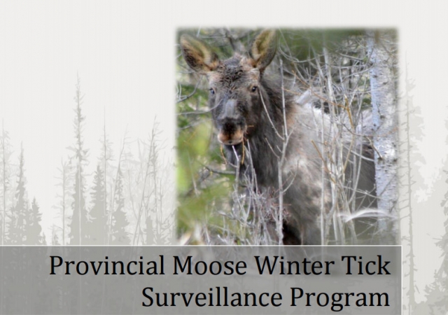 Moose tick study suggests infestation is widespread, no health risk to humans