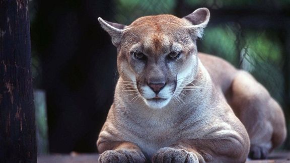 Local conservation officer attacked by cougar near Salmo