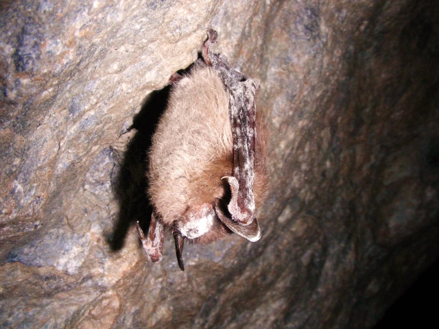 Help monitor the spread of bat-killing White Nose Syndrome