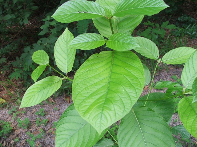 Kratom Products Recalled:  Serious Health Risks