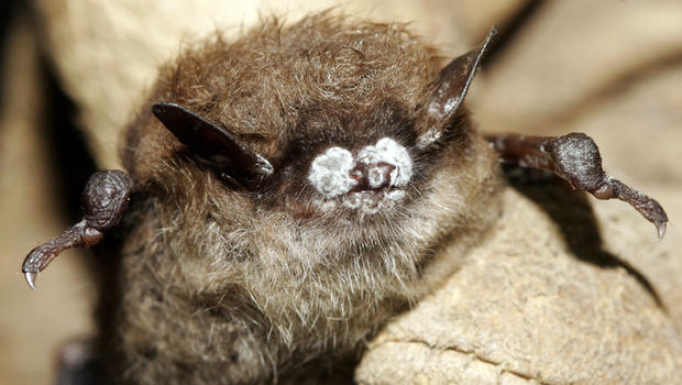 Bat encounters can put you at risk for rabies â€” Interior Health