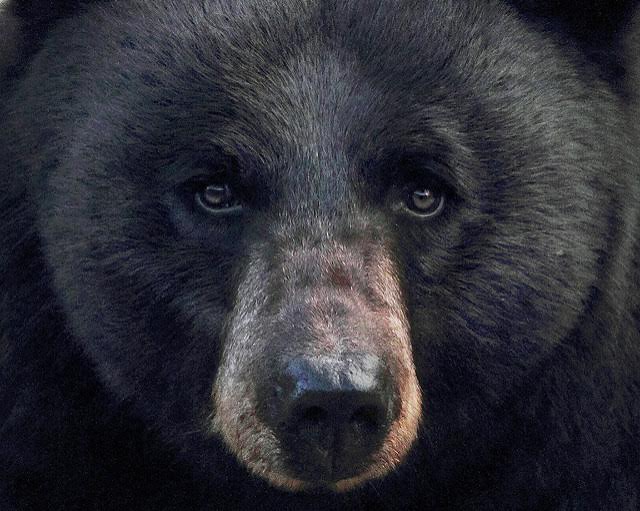 New partnership program expected to further reduce bear and human conflicts in the city