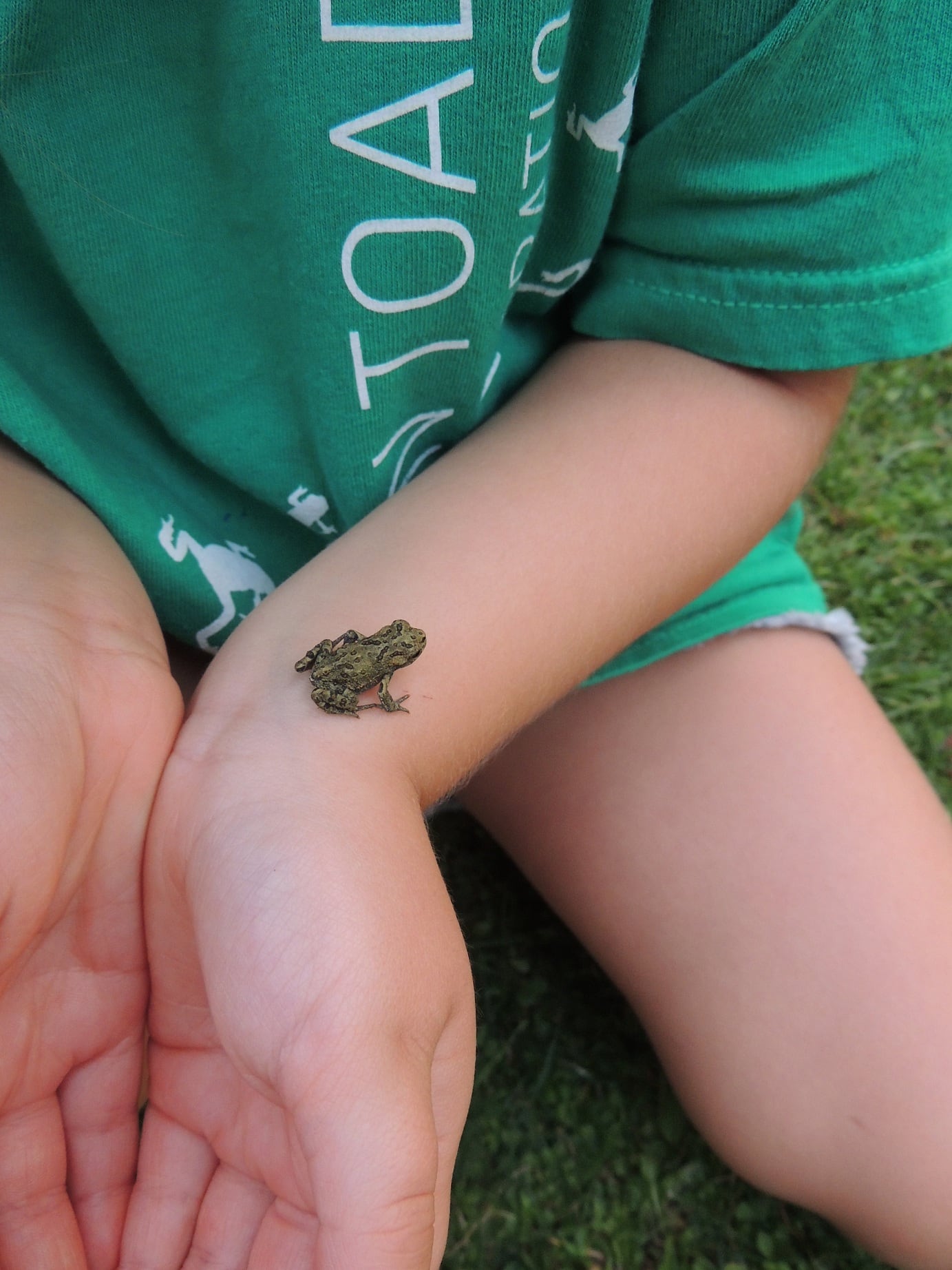 Free family fun/education at Annual Toadfest