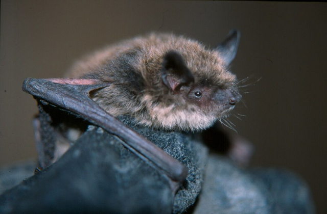 Efforts to Help Bats Survive Deadly Disease Get a Boost