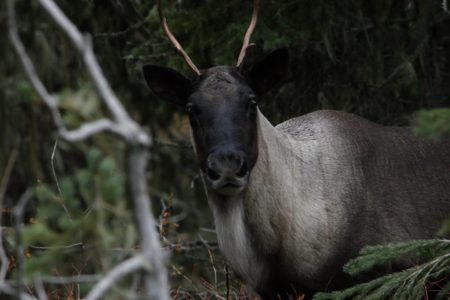 Can Southern Mountain Caribou Recover?  See This Film.