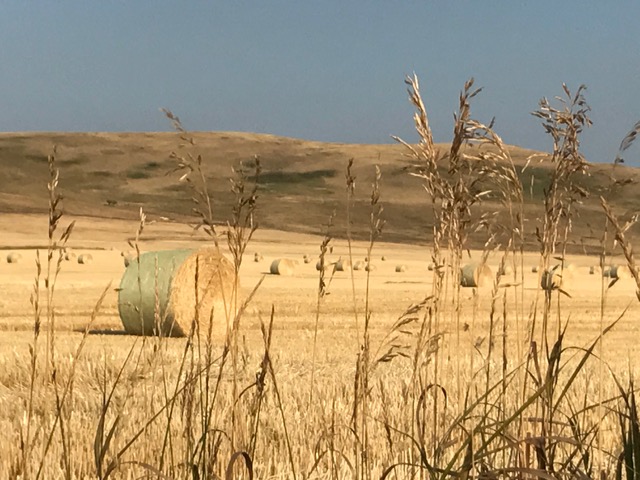 Prairie Field