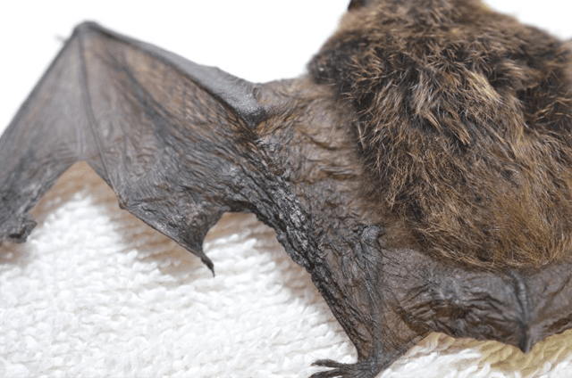 Calling on public help to report dead bats or unusual winter activity