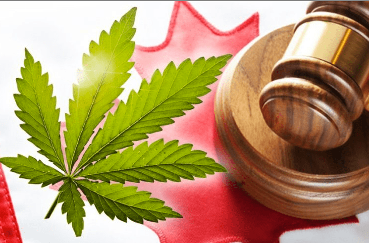 Strategy released for delivering public engagement process for cannabis legalization