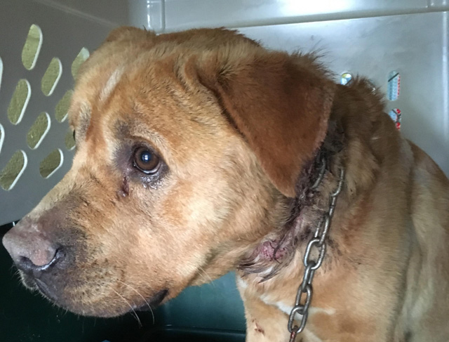 Dog found with embedded collar needs help to heal