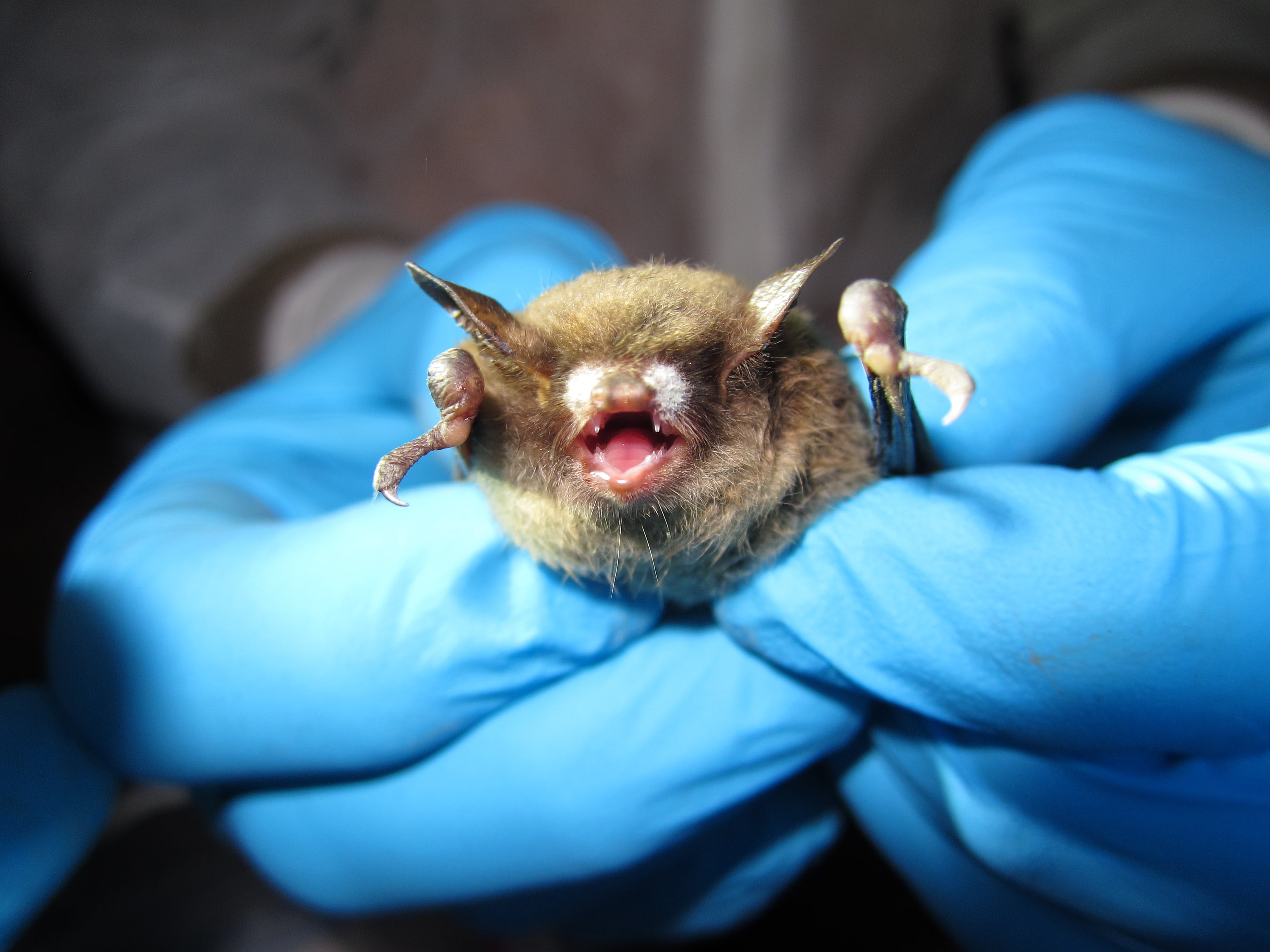 Public urged to report bats to monitor spread of deadly White-Nose Syndrome disease