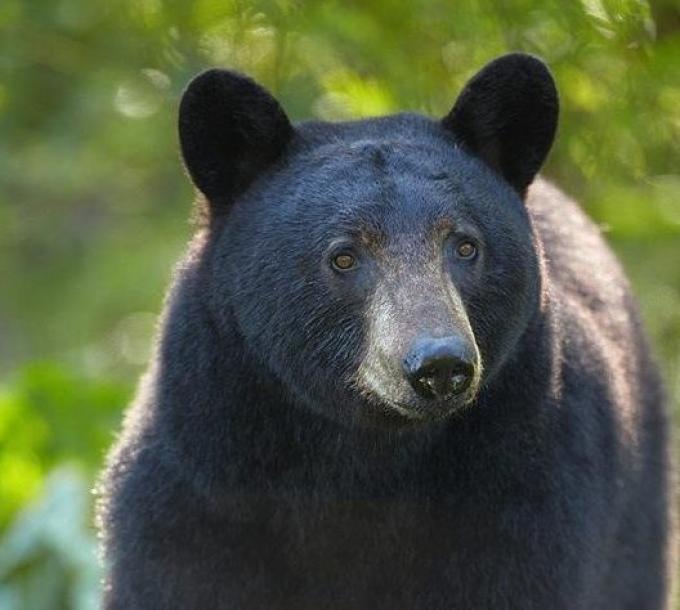 NPD advises of more bear sightings in Nelson