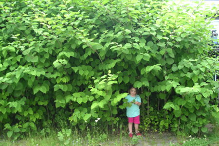 Rossland Lauded for Knotweed Control Actions