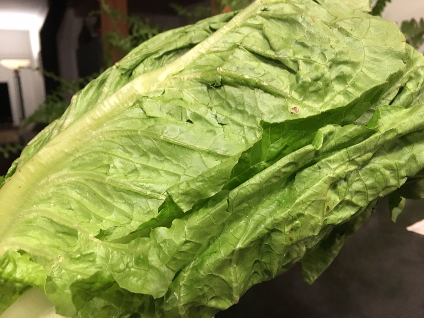 Health Canada says outbreak of E. coli infections linked to romaine lettuce