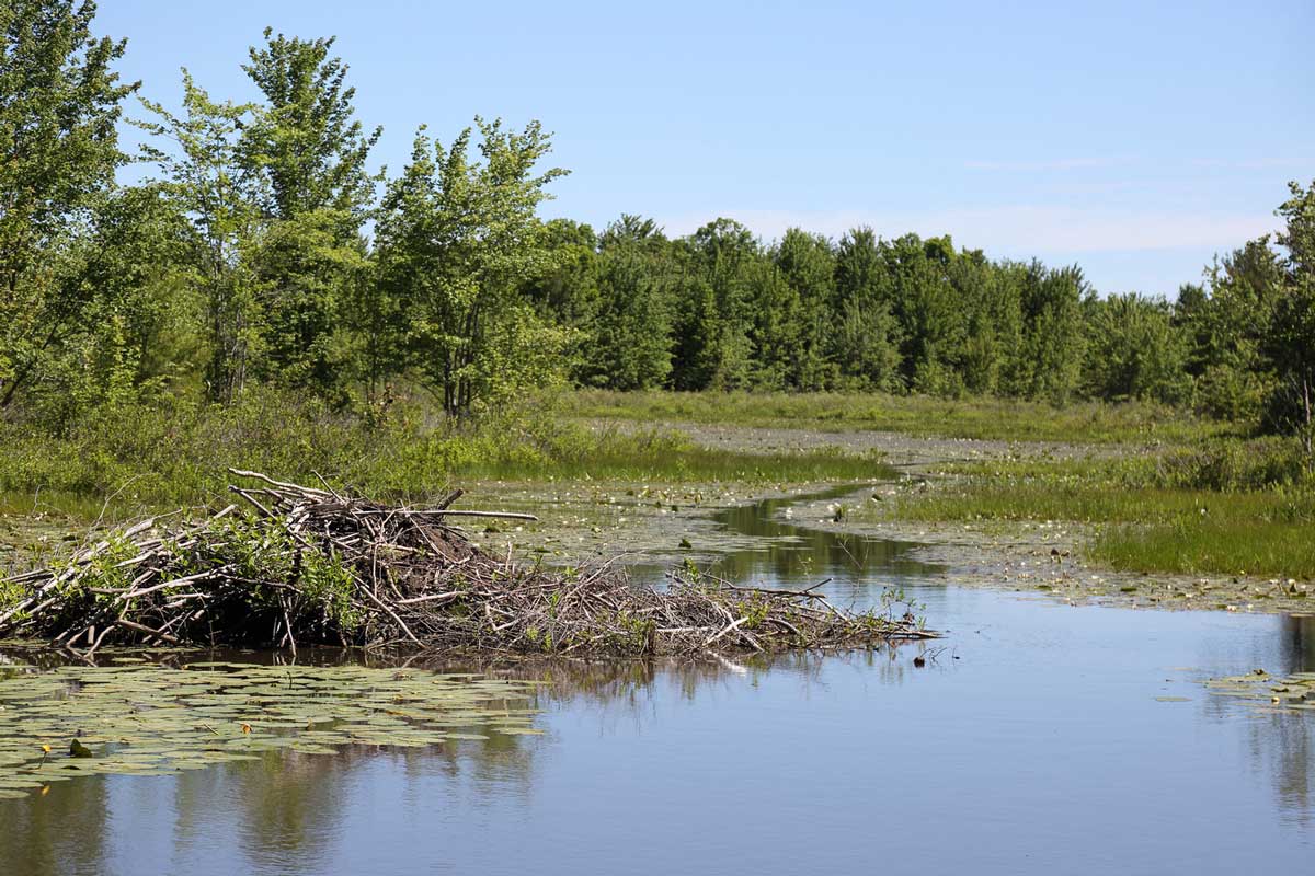 Wetlands play a critical role for people and nature