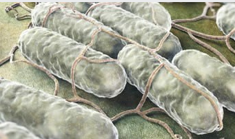 Public Health Notice - Outbreak of Salmonella infections