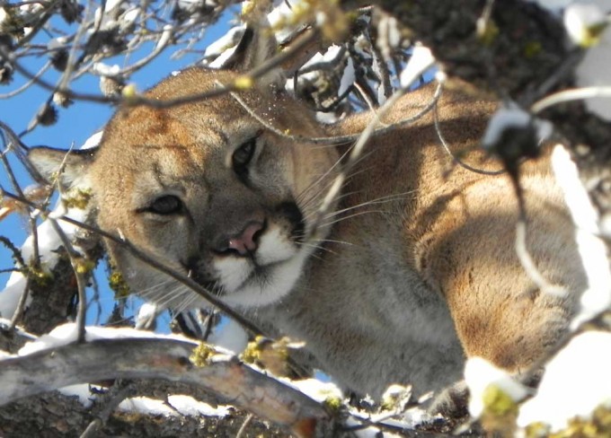 UPDATED: NPD reports cougar sighting in Fairview