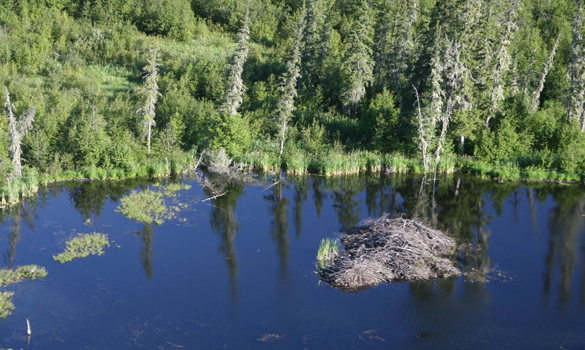 Kootenay Columbia MP, Stetski concerned about Wood Buffalo National Park