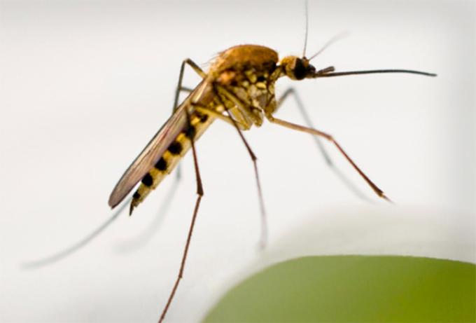West Nile virus risk increases as summer heats up